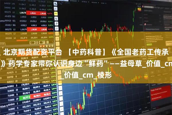 北京期货配资平台 【中药科普】《全国老药工传承工作室》药学专家带你认识身边“鲜药”——益母草_价值_cm_棱形